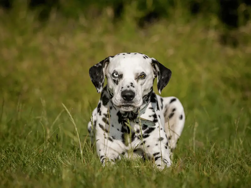 From Banking to Barking - Meet Emma from Paws in Action Emma Slade, owner of Paws in Action