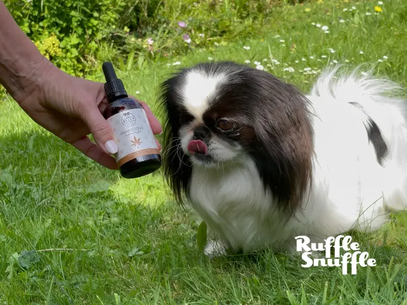 Belly Dog Supplement Review 2024 - hemp oil