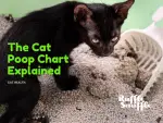 Understanding Your Cat's Digestive Health: The Cat Poop Chart Explained