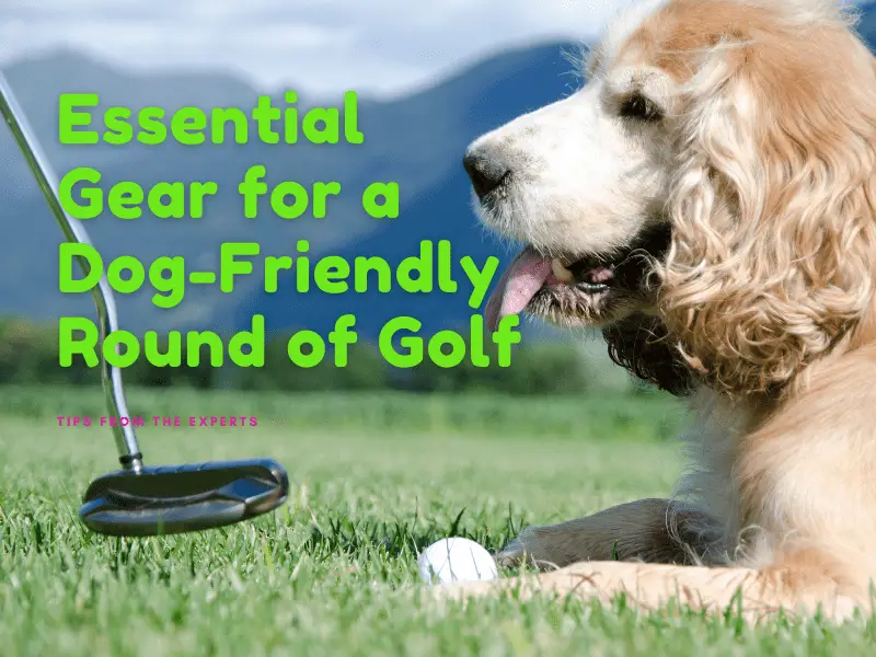 Essential Gear for a Dog-Friendly Round of Golf