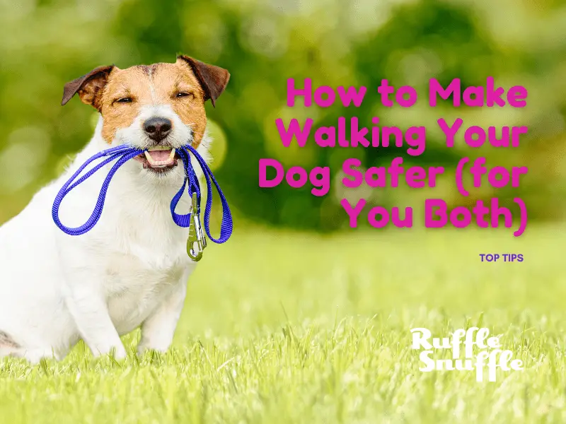 How to Make Walking Your Dog Safer (for You Both)