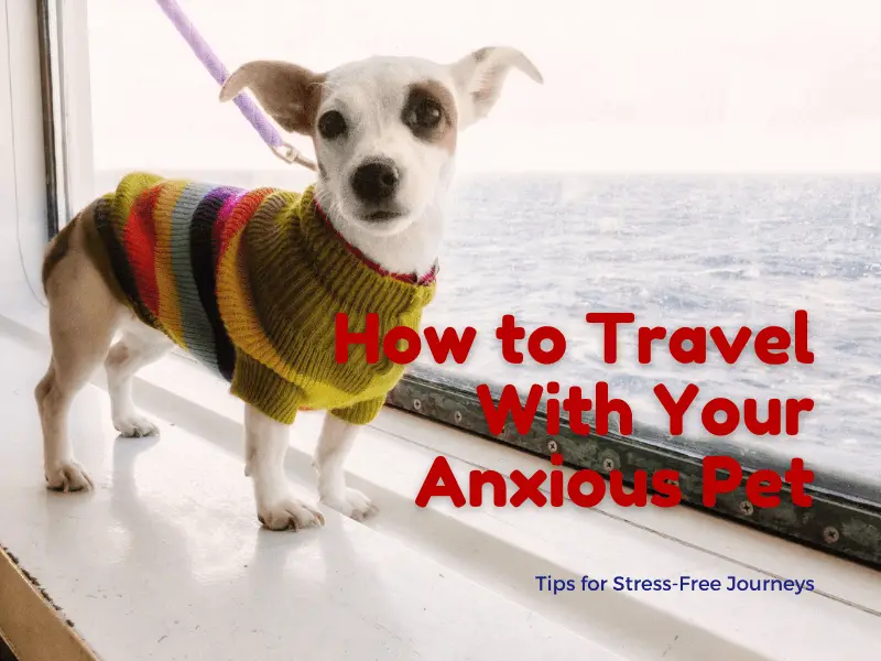 How to Travel With Your Anxious Pet: Tips for Stress-Free Journeys