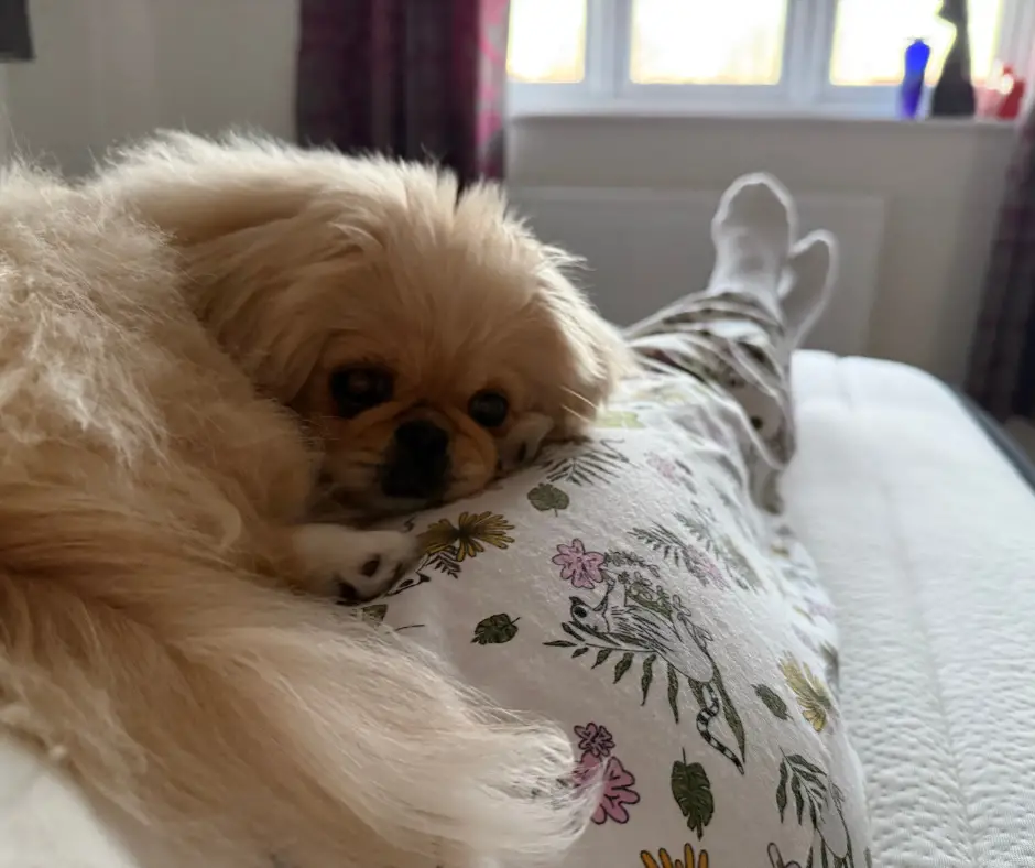 Sleeping Like a (Pampered) Pekingese: My Review of the Origin Hybrid Pro Mattress origin pro mattress review 1