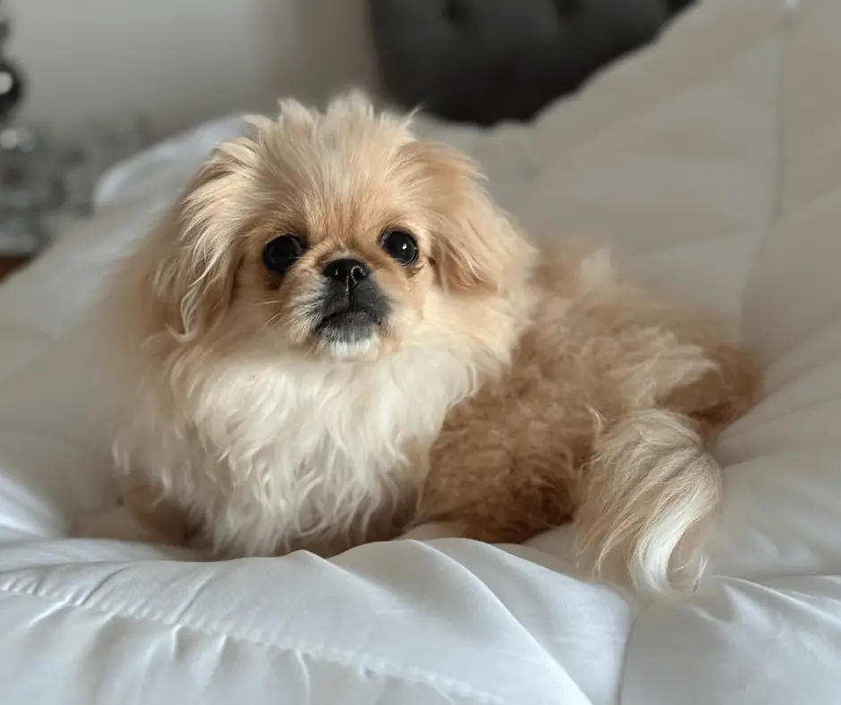 Sleeping Like a (Pampered) Pekingese: My Review of the Origin Hybrid Pro Mattress origin pro mattress review 3