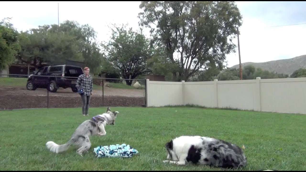 5 ways to use a snuffle mat with your dog Canine enrichment from